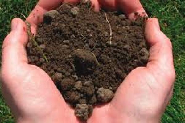 Cara Membersihkan Tanah dari Najis Menurut Tuntunan Islam