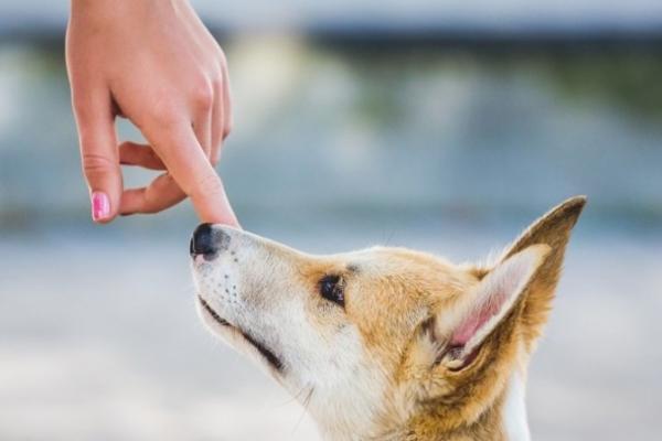 Cara Menghilangkan Najis Air Liur Anjing Dalam Islam