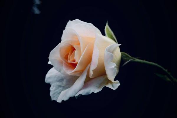 Mengenal Sosok Wanita Bergelar Ibu bagi Ayahnya, Siapa Dia?