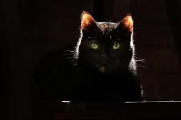 Takut Sial Setelah Tabrak Kucing? Dalam Islam, Itu Termasuk Tathayyur