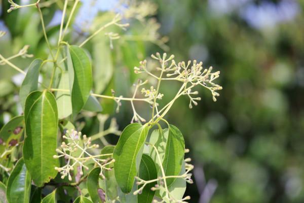 Doa dan Hikmah dalam Bercocok Tanam Menurut Islam