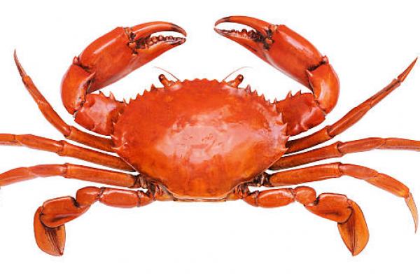 Makan Kepiting Halal atau Haram Dalam Islam? Ini Penjelasannya