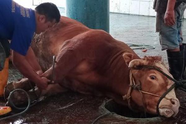 Wajib Tahu! Ini Cara Menyembelih Hewan Kurban yang Benar