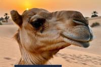 Kisah Unik Penyembuhan Alternatif di Kuwait Dengan Unta