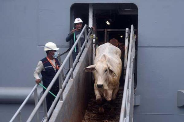 Mengapa Sapi Impor dari Australia Tak Bisa Dijadikan Hewan Kurban? Ini Penjelasannya