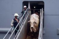 Mengapa Sapi Impor dari Australia Tak Bisa Dijadikan Hewan Kurban? Ini Penjelasannya