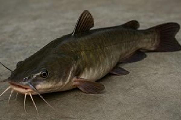 Lele Diberi Pakan Kotoran, Halal atau Haram? Ini Penjelasan Ulama