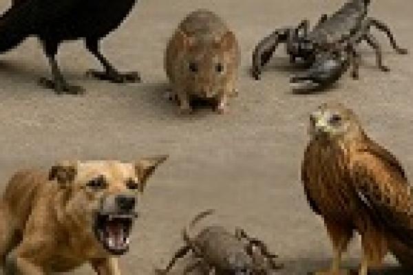 5 Hewan Ini Diperintahkan untuk Dibunuh dalam Islam, Apa Alasannya?