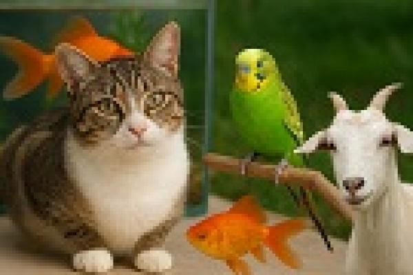 Begini Akhlak Nabi Muhammad SAW terhadap Hewan