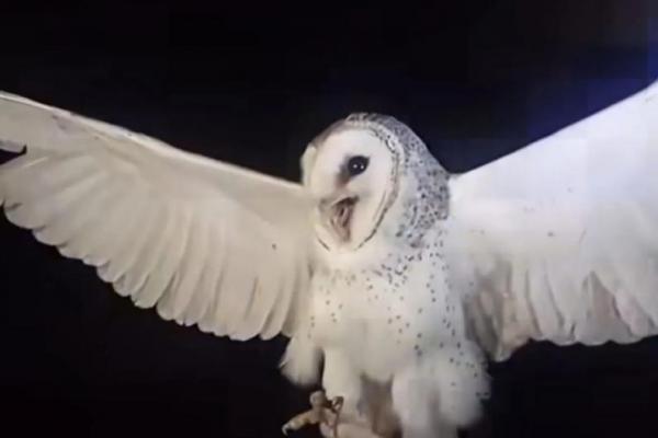 Hukum Menyakiti Hewan Menurut Ajaran Islam