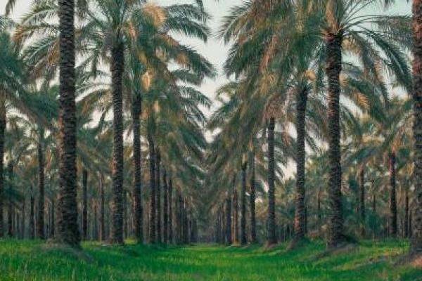 Kisah Mimbar dan Kerinduan Batang Kurma kepada Rasulullah