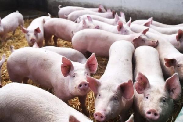 Mengapa Babi Haram Dimakan dalam Islam?