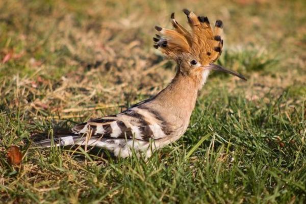 Kisah Burung Hudhud Sang Pembawa Misi Tauhid