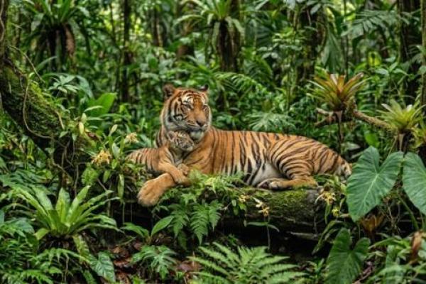 Belajar Akhlak Mulia Dari Kasih Sayang Hewan