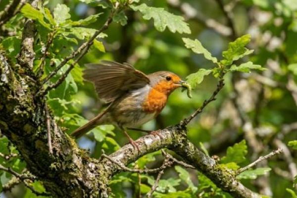 Filosofi Burung Mengajarkan Konsep Tawakal Paling Hakiki