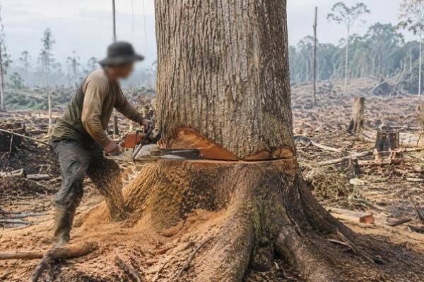 Larangan Keras Menebang Pohon Secara Zalim Menurut Islam