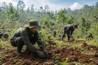 Ilustrasi foto tanam pohon untuk pelestarian alam