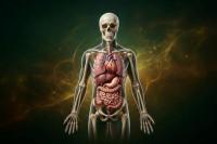 Ilustrasi organ tubuh manusia